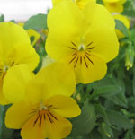 Violas
